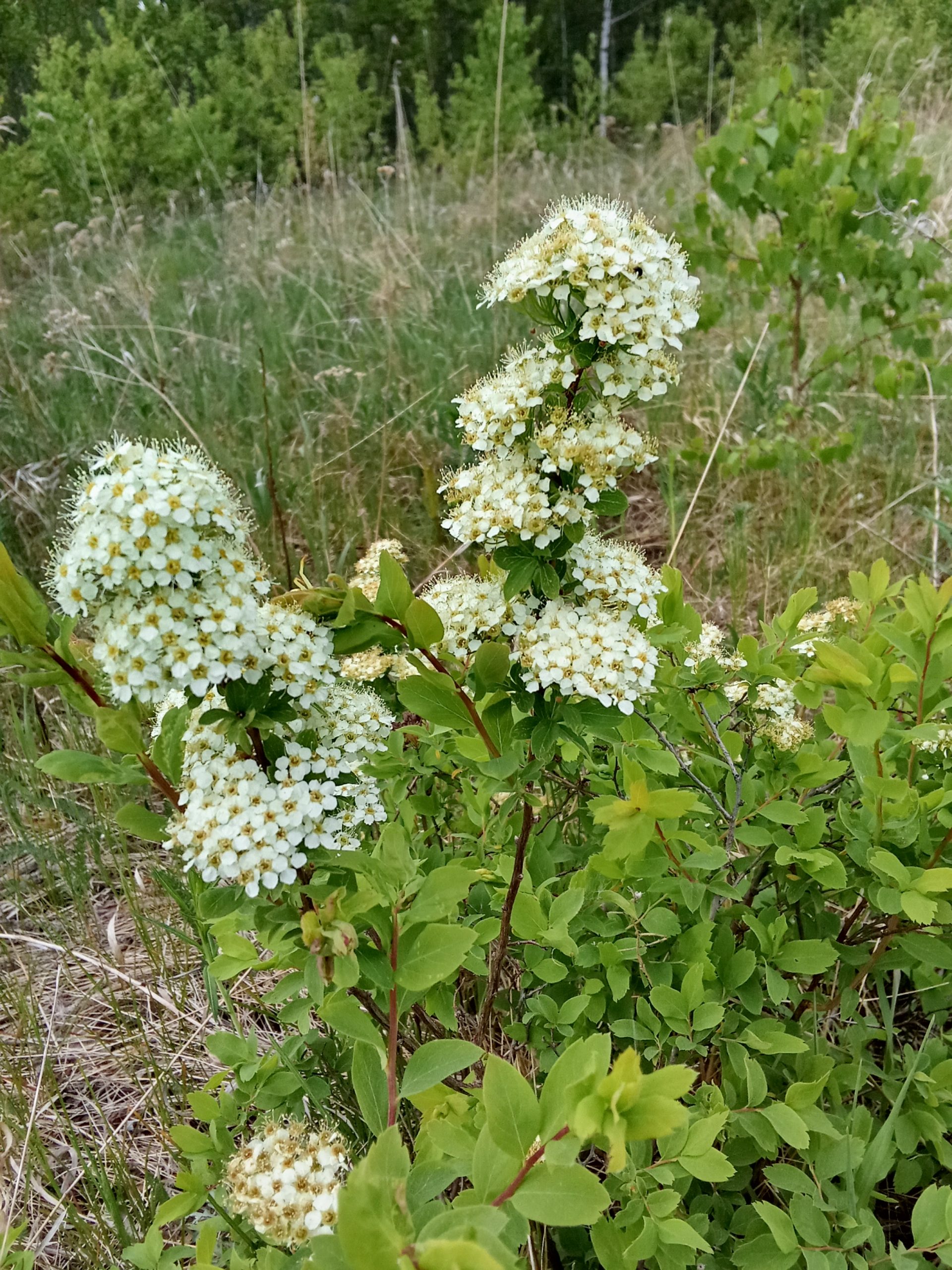 Сбор лекарственных растений